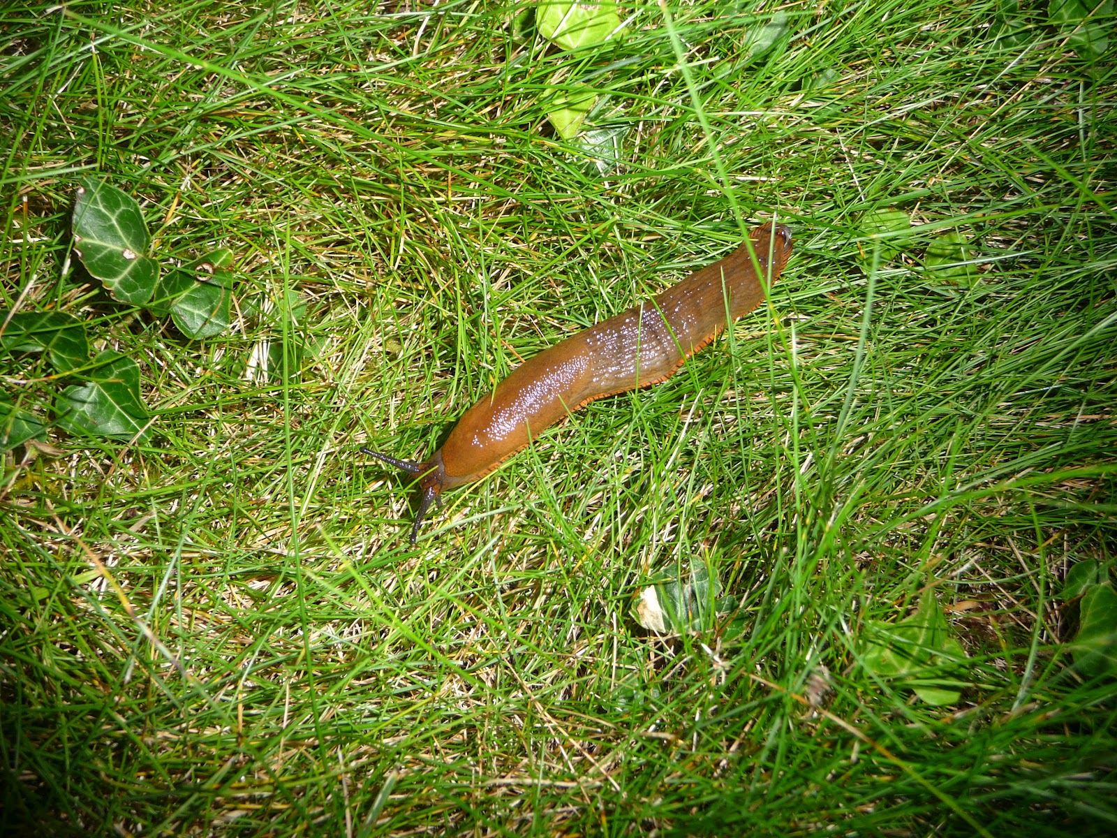 Eat Slugs