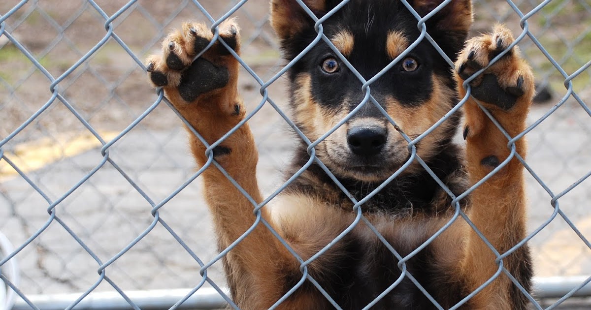 Kansas City Animal Shelters & Rescues - How You Can Help - Foster Kansas City Animal Shelters & Rescues - How You Can Help - Foster