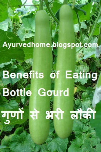 Bottle Gourd Use and Eating Benefits for Health  लौकी एक सब्जी जो सेहत की खान  Ghiya Hari Sabzi Saag Sabji Guno Se Bharpoor