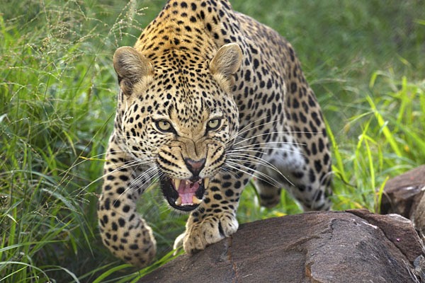 Wild4 African Photographic Safaris BEST of KRUGER plus BIG CATS photo