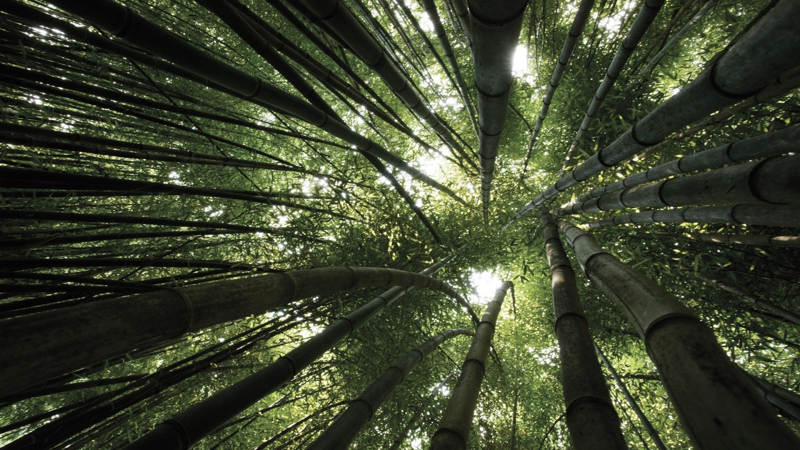 http://3.bp.blogspot.com/-uhe4JniGQHc/T46BTsJn4-I/AAAAAAAADQk/1QydfQD0m_c/s1600/bamboo-forest-canopy-windows-8-wallpaper-1920x1080.jpg