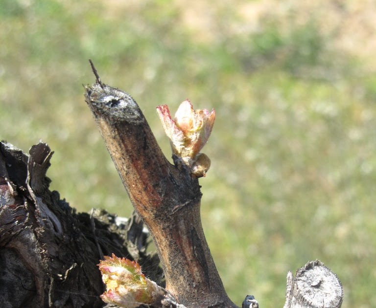 Urbina Vinos Blog: Yemas de la Vid
