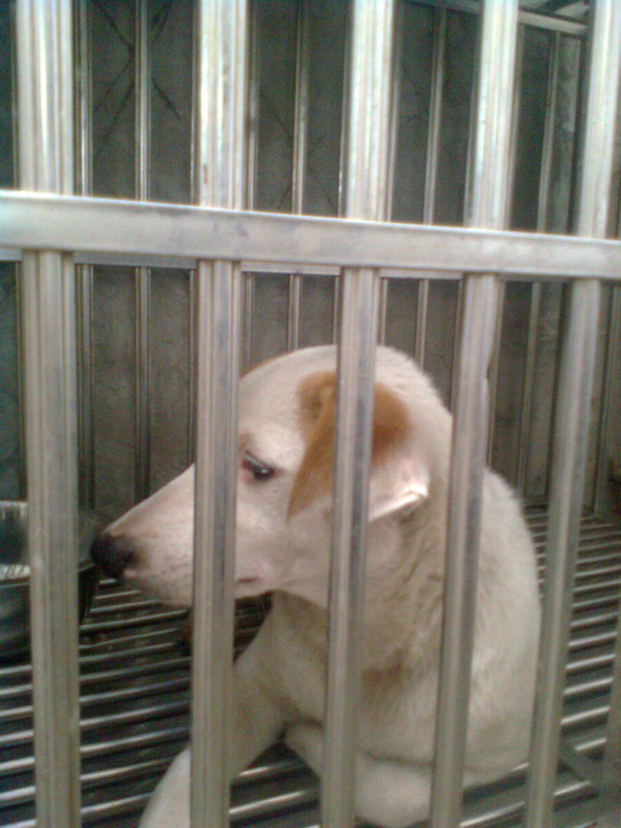 3 female dogs spayed AnimalCare