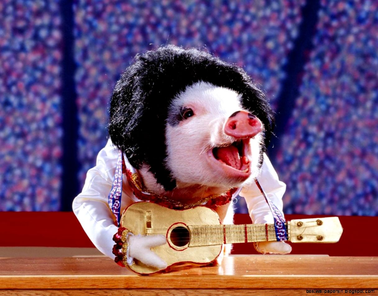 elvis lol wut funny humor jokes hd wallpaper 8533 HQ elvis lol wut funny humor jokes hd wallpaper 8533 HQ