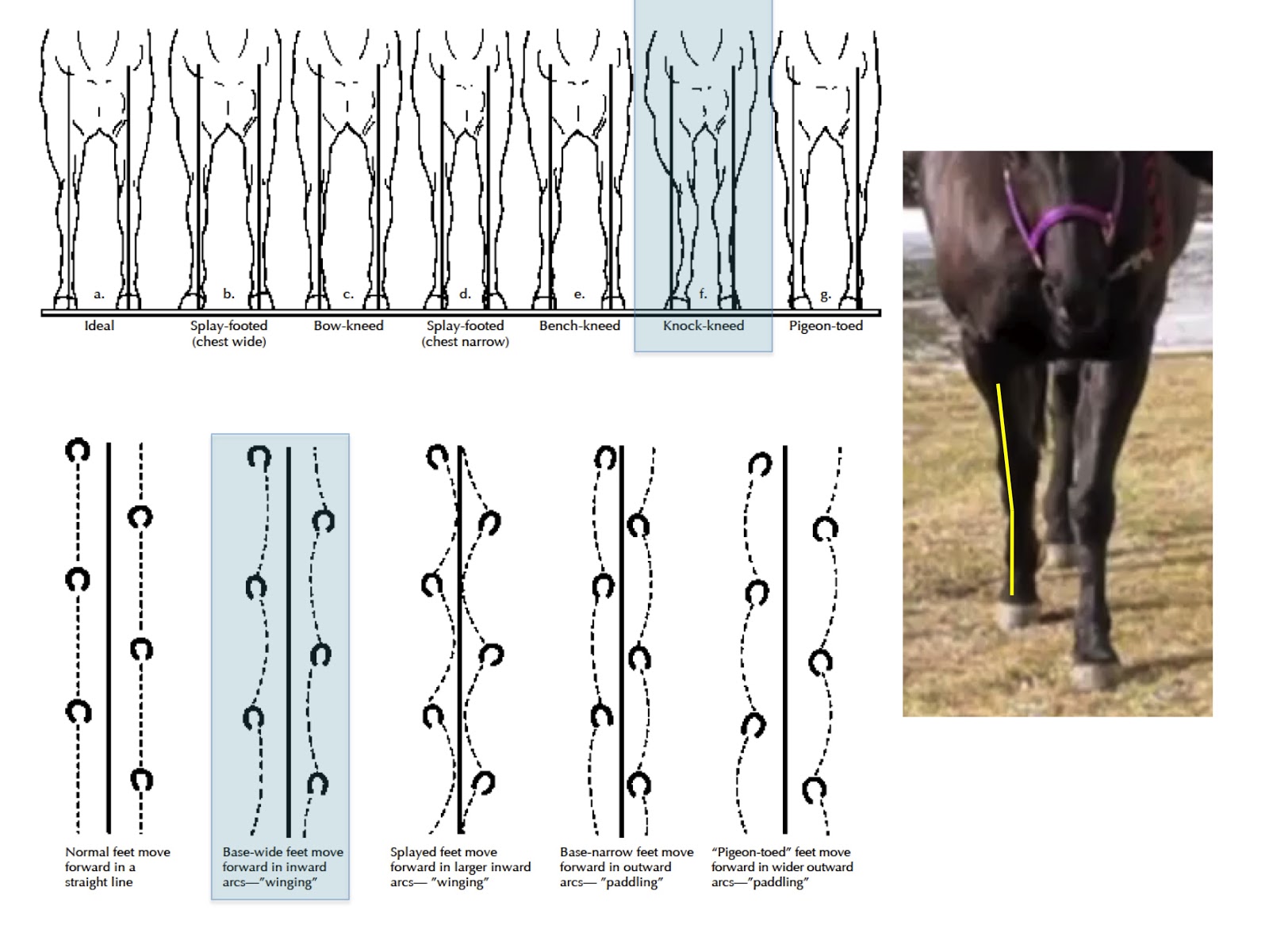 journey to better hooves forleg conformation