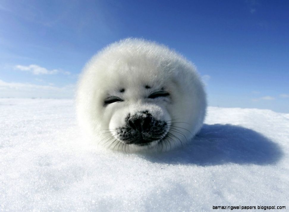 harp seal baby  Tumblr harp seal baby  Tumblr