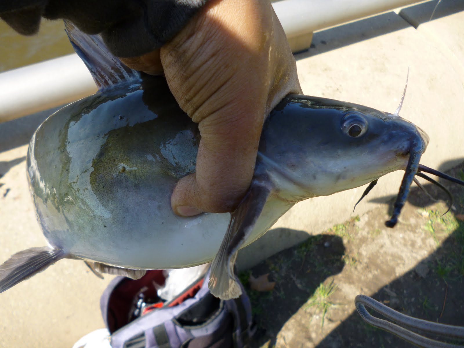 Extreme Philly Fishing Catfishing at the Schuylkill Banks