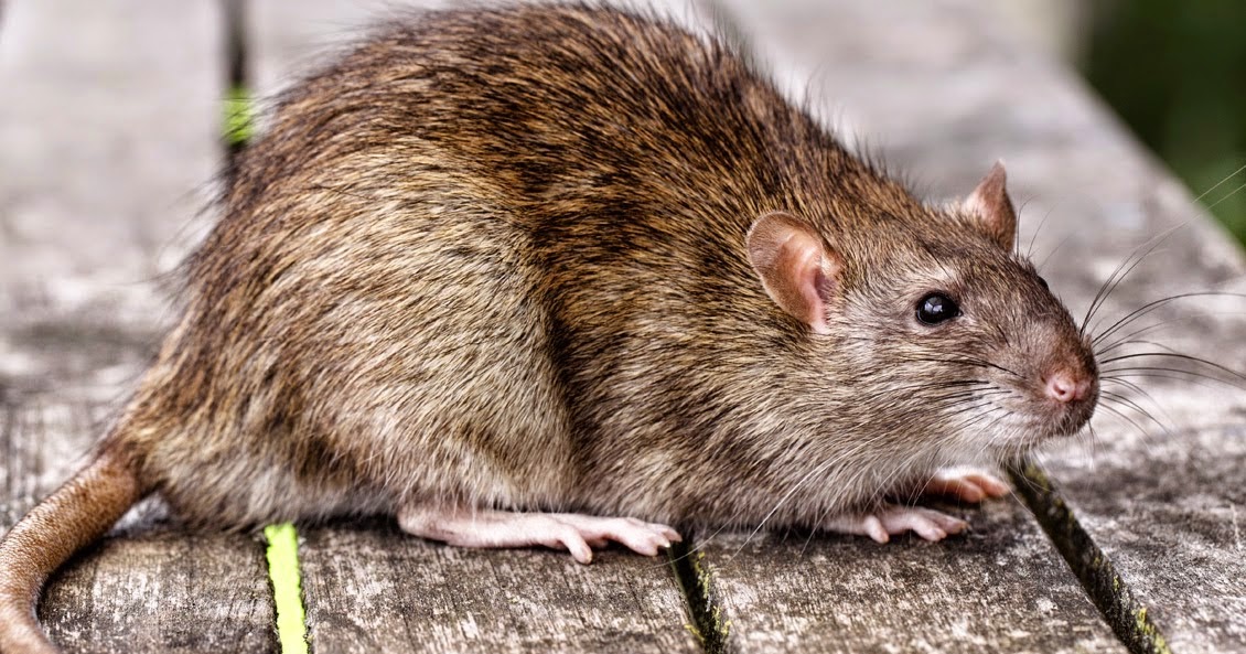 The Small Hold Will Not Go Down Without a Fight The Vermin Rant