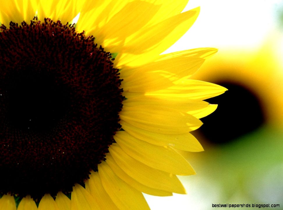 Sunflower Wallpaper 7040371 Sunflower Wallpaper 7040371