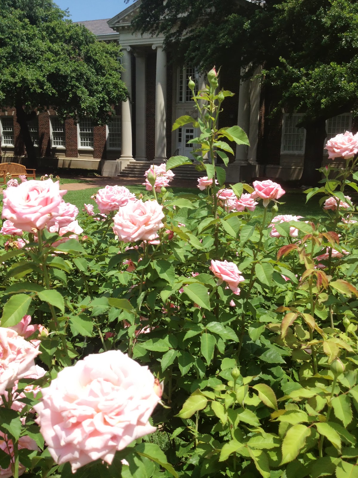 Belinda's Dream roses in front of Perkins Chapel﻿﻿