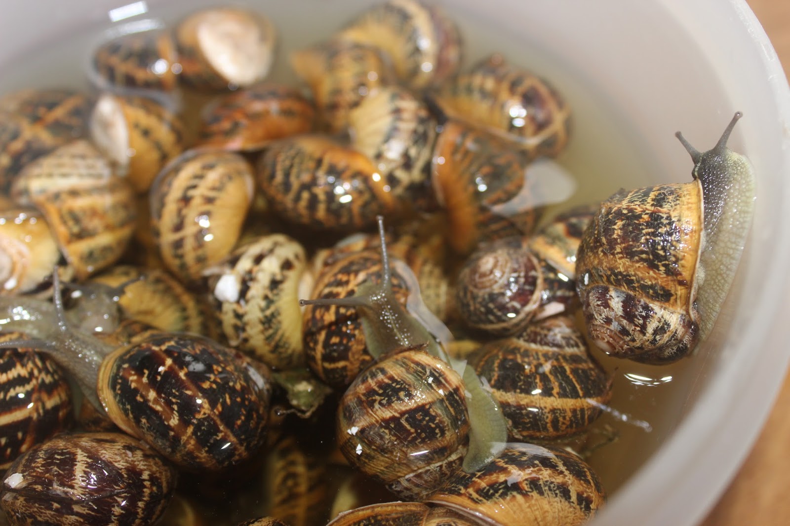 Culinary Travels Snails in Tomato Sauce with Potatoes and