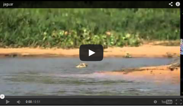 http://entertainment-omoooduarere.blogspot.com/2014/03/video-hungry-jaguar-abducts-crocodile.html
