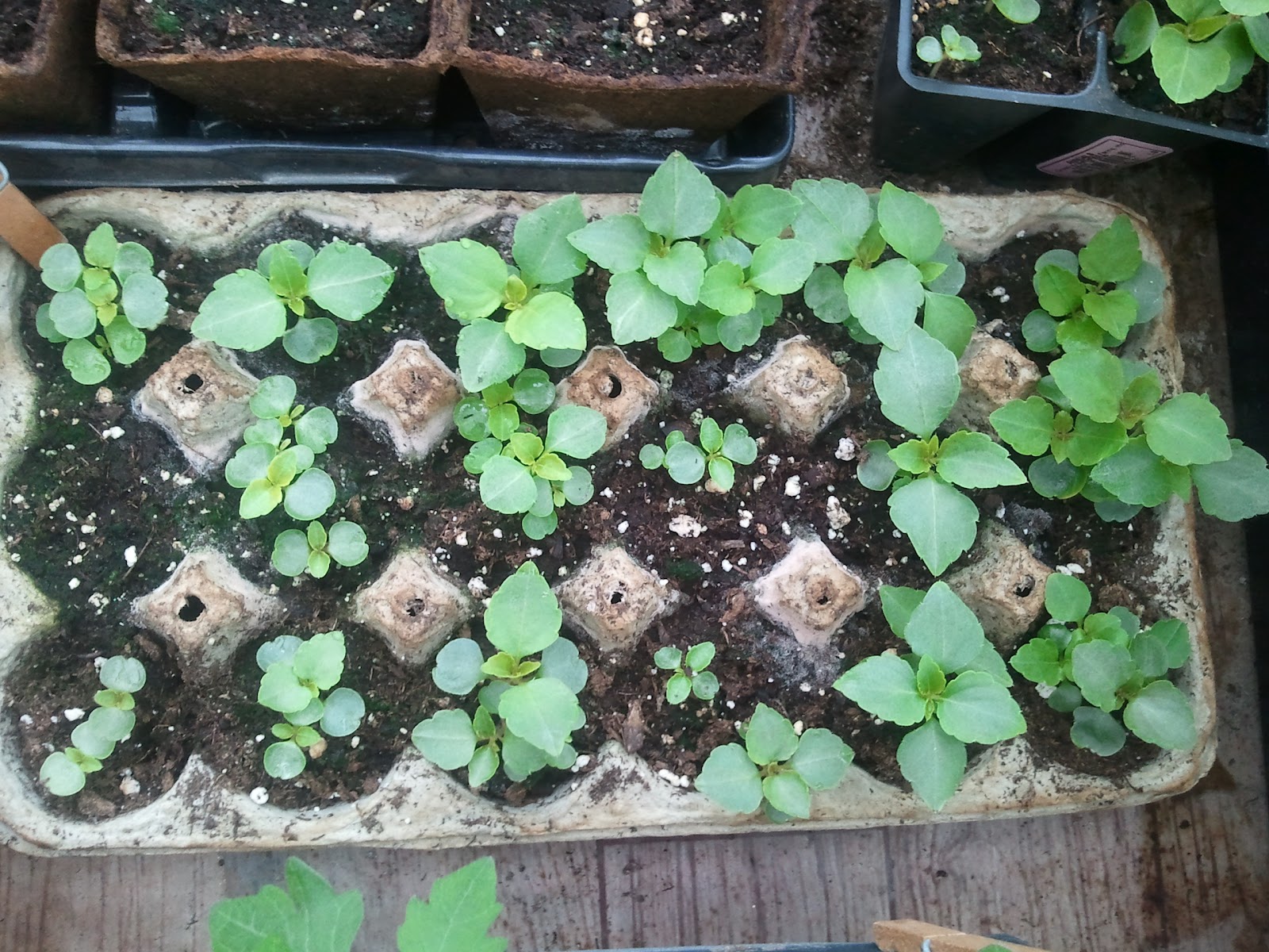 Beware of Rabbits How to grow your own Impatiens from seed for free