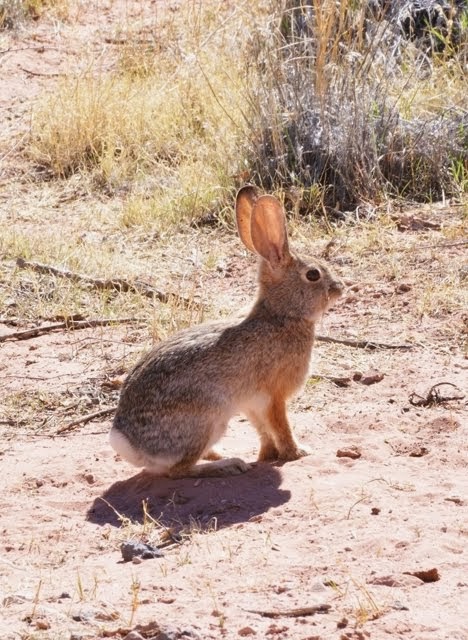 Desert Cottontail 6497