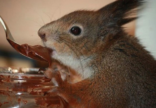 Image result for squirrel with pudding