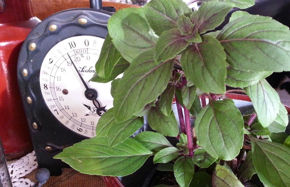 Shabby House and Garden: Tischdekoration mit Basilikum...