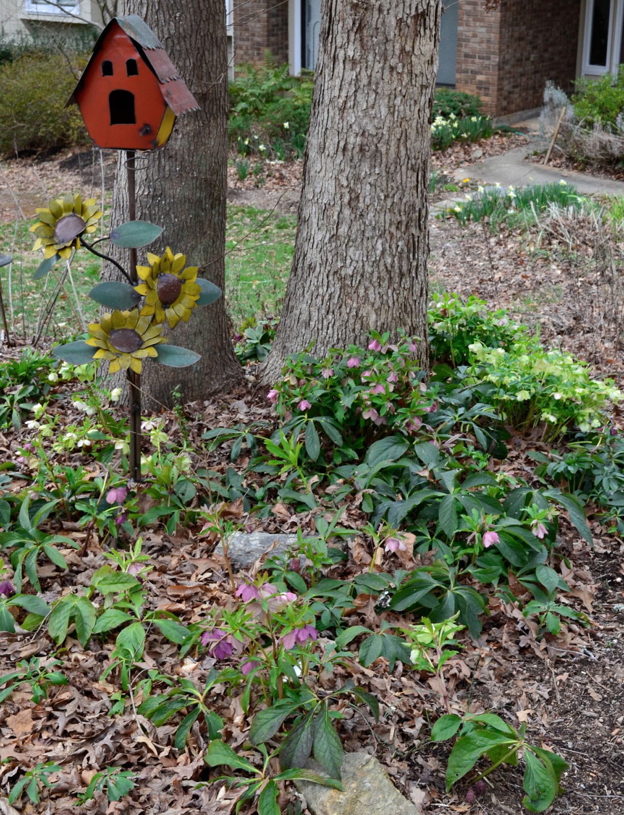 Oakleaf Hydrangea