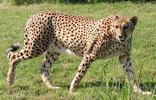 cheetah pictures