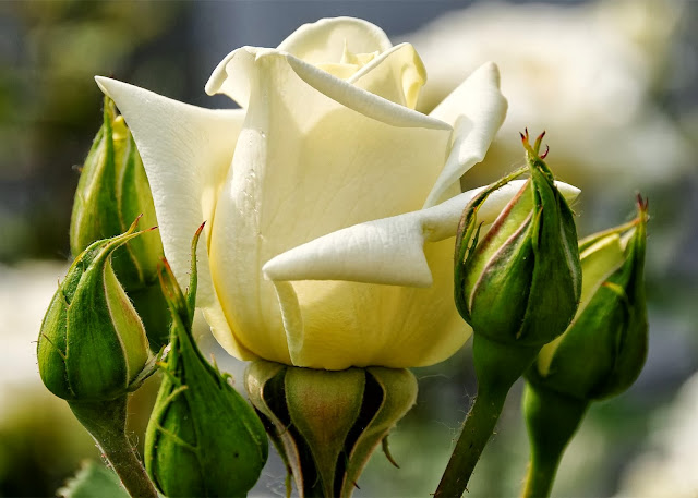 Beautiful White Rose Wallpapers Free Download