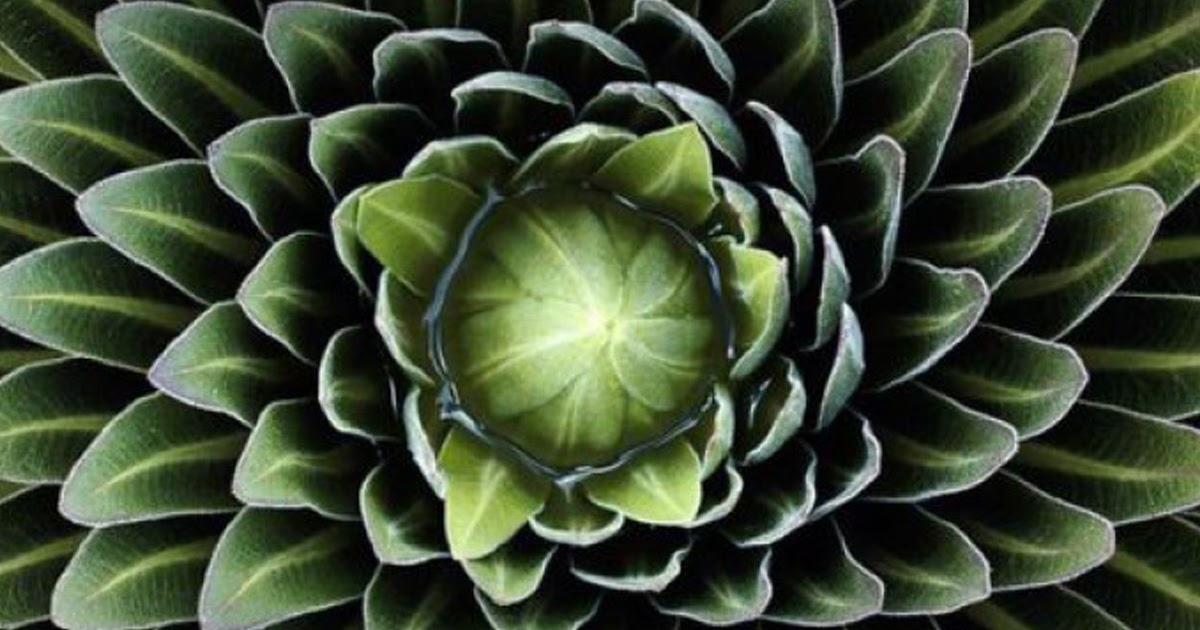 Phi or Golden Mean Ratio 15 Plants That Teach Us Sacred Phi or Golden Mean Ratio 15 Plants That Teach Us Sacred