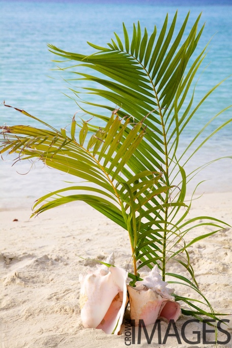 A few conch shells and palm leaves make a beautiful wedding aisle for the
