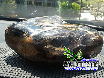 Kayu Kokka