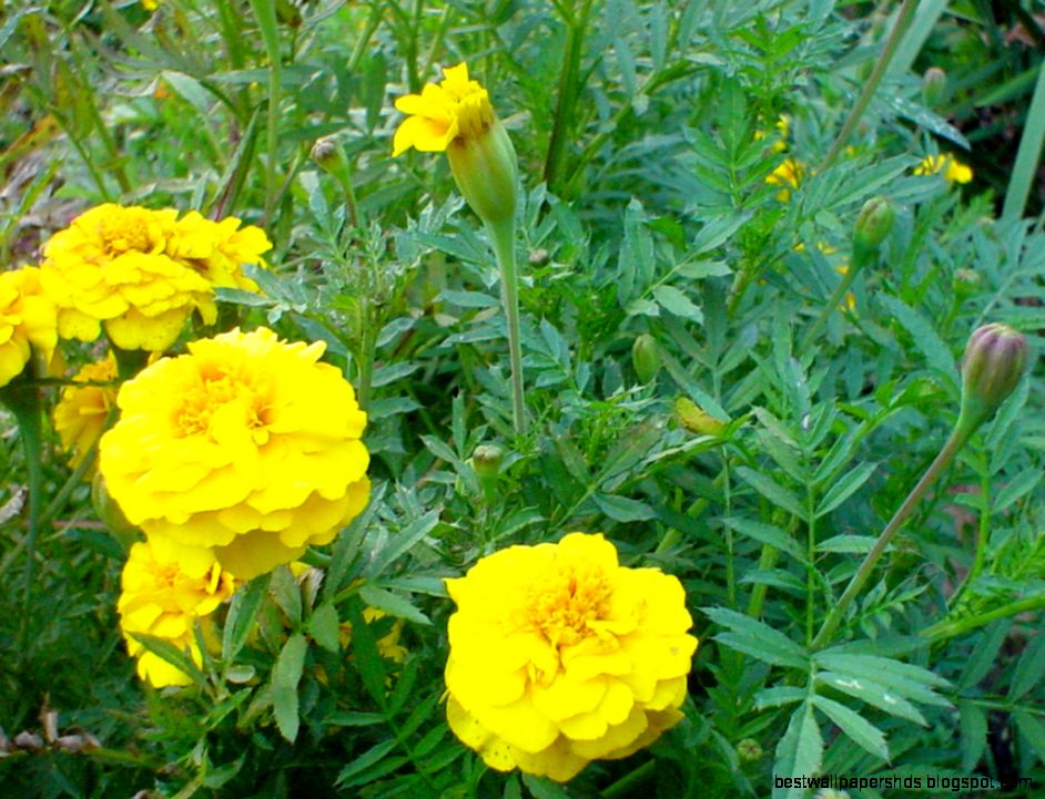 Flower Wallpaper Free Marigold Flower Wallpaper Flower Wallpaper Free Marigold Flower Wallpaper