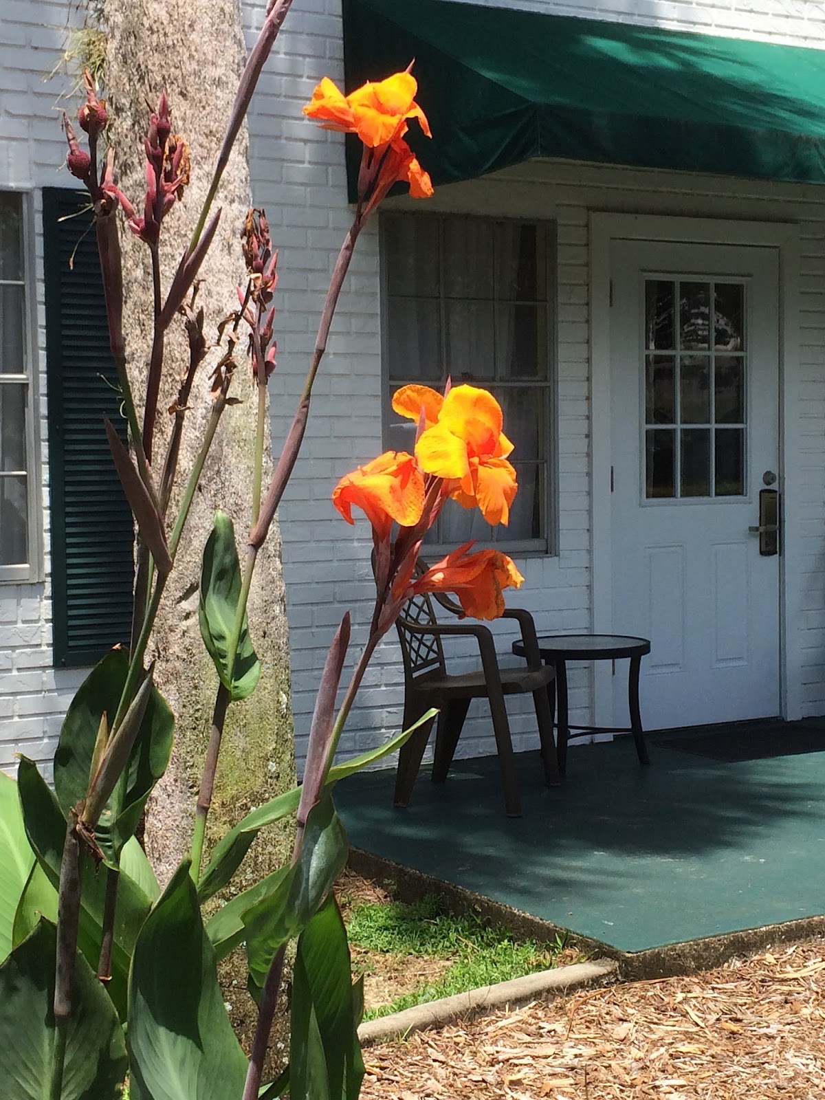 The Dizzy Traveler with Arthur Wooten Plantation At Crystal River