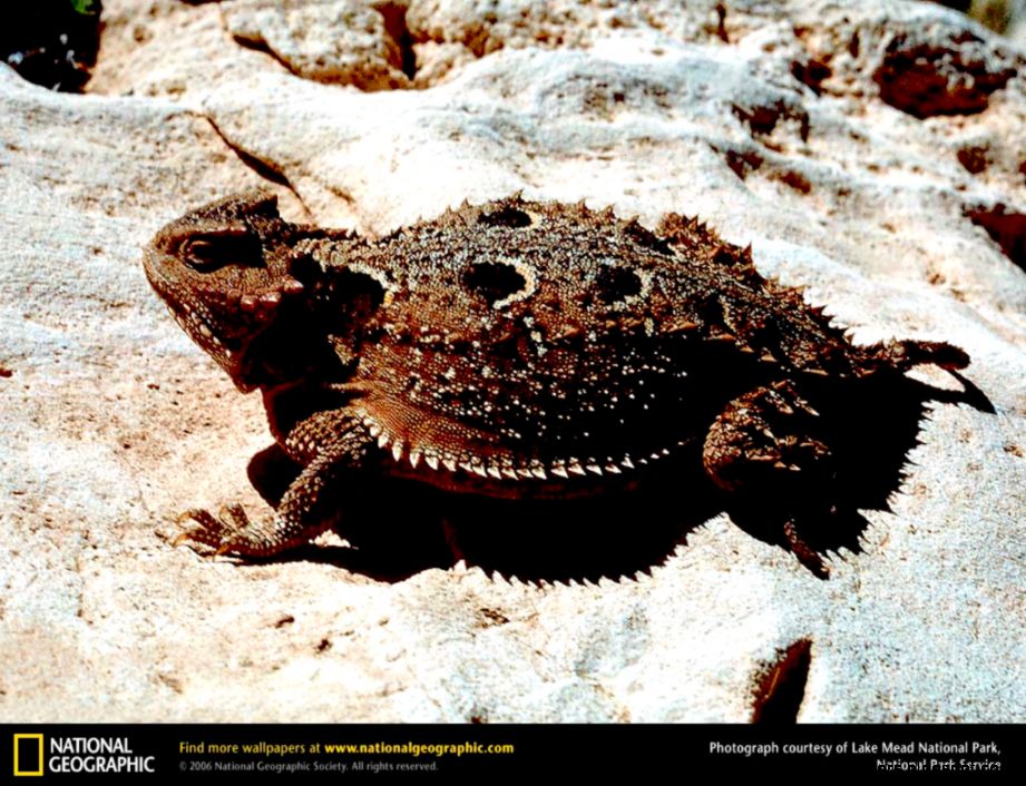 Horned Toad Lizard Horned Toad Lizard