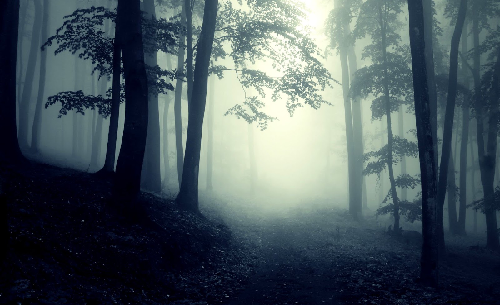 Dark Forest Path at Night Dark Forest Path at Night
