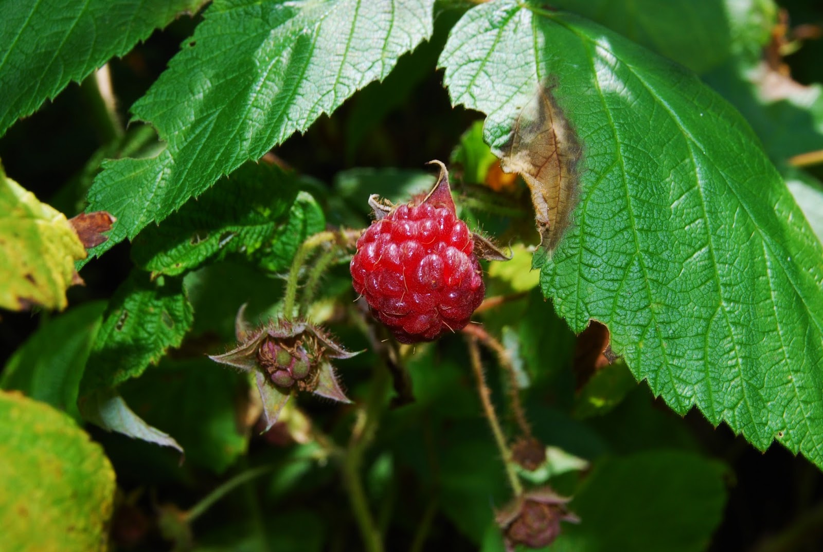 Helen A. Lockey Maine Wild Heirloom Raspberry Adventures