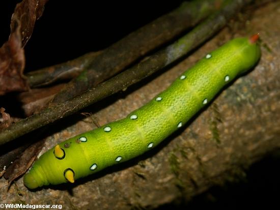presence of a caterpillar.
