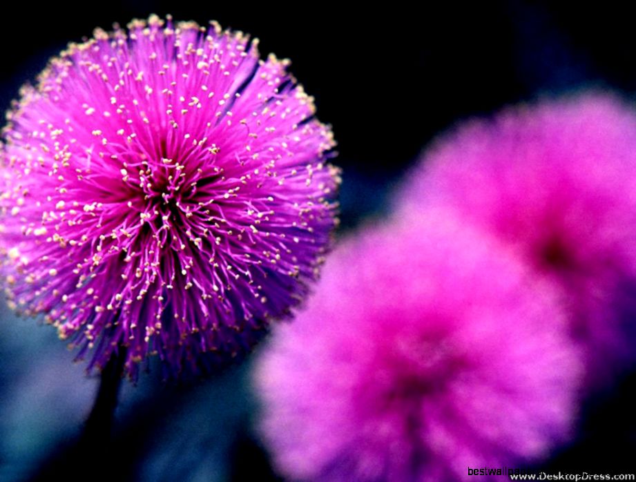 Desktop Wallpapers » Flowers Backgrounds » Purple Flower » www Desktop Wallpapers » Flowers Backgrounds » Purple Flower » www