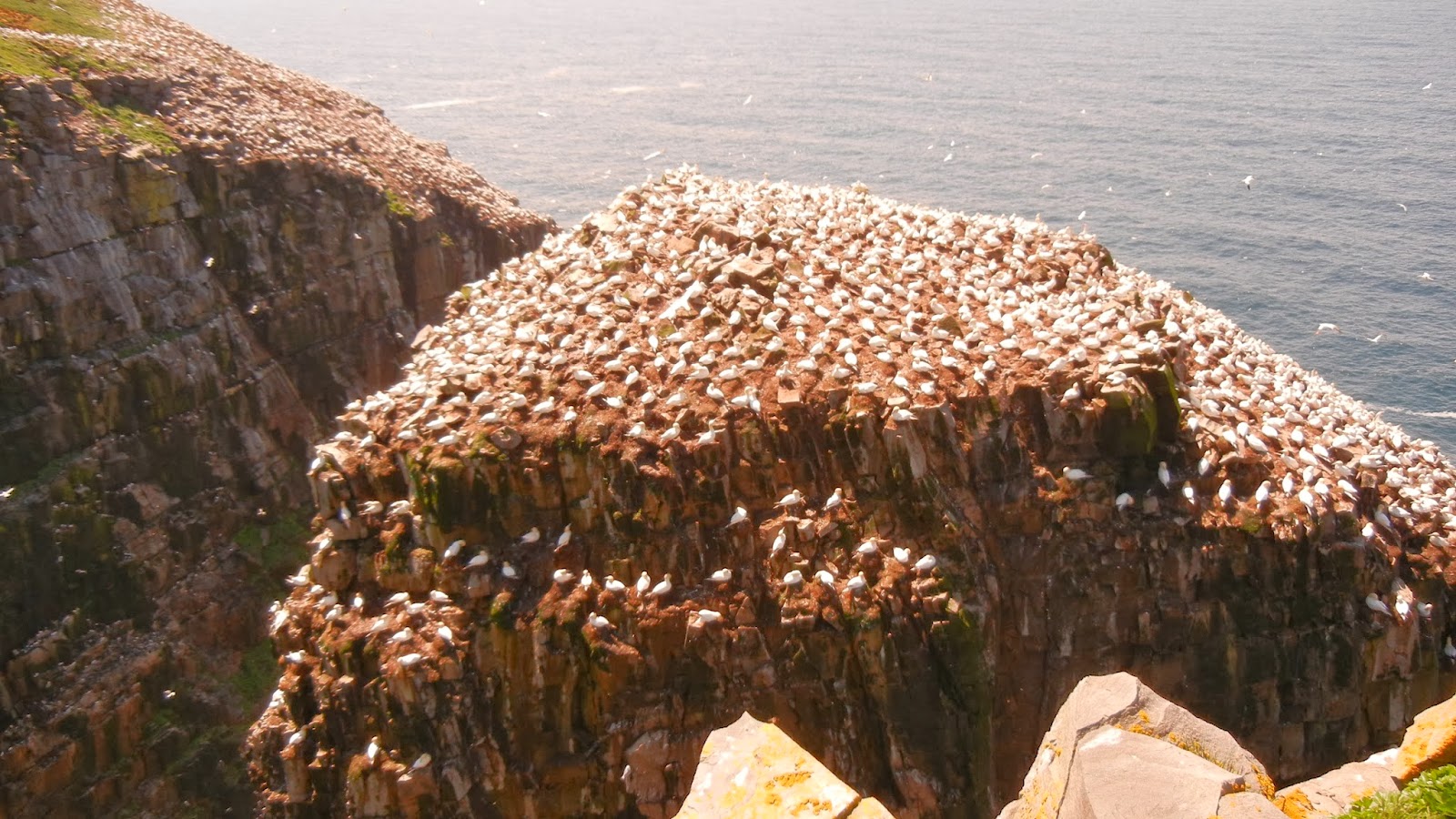 Birds at Cape St. Mary's Newfoundland