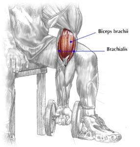 curl biceps muscle anatomy strength bicep dumbbell concentration emg workout brachii training exercise fitness exercises triceps suppversity diagram guide nutrition