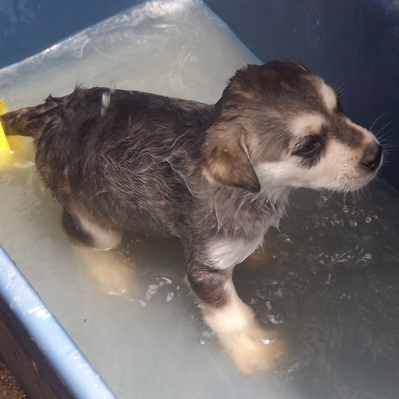 Sowers4Pastors Puppy Bath Time