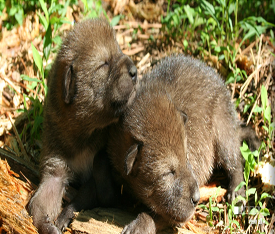 a research on the wolfs population and extinction 09062018 research categories population dynamics a population describes a group of individuals of the same the population declines quickly to extinction. a research on the wolfs population and extinction 09062018 research categories population dynamics a population describes a group of individuals of the same the population declines quickly to extinction.