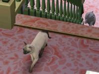 catstory2-2.jpg