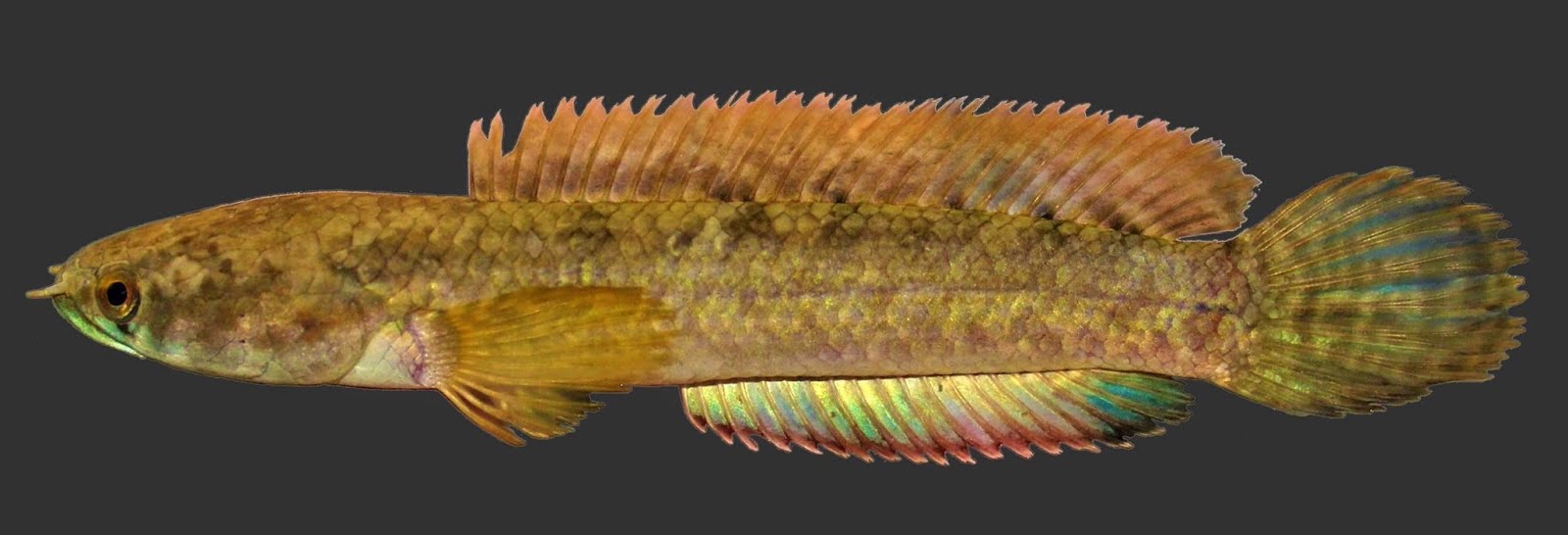 holotype, ZSI FF 7660, 89.5 mm SL, prior to preservation