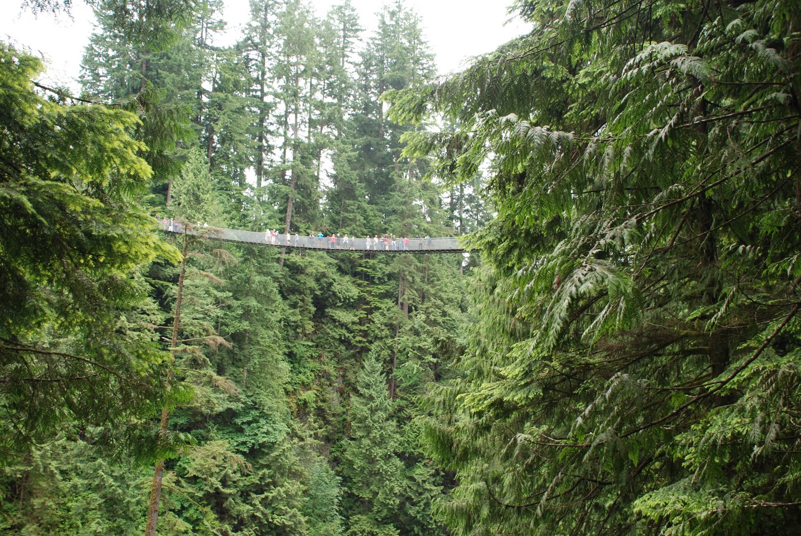 Our North American Adventure Capilano Suspension Bridge, Treetop