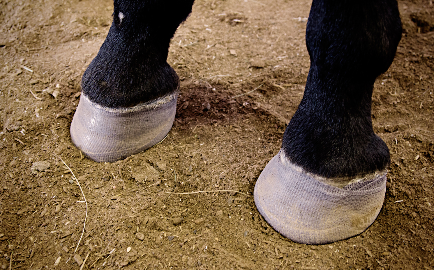 Should My Horse be Lame After a Hoof Trim? Bernierisms & Random Thoughts