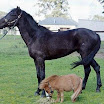 Koda - The Worlds Smallest Horse