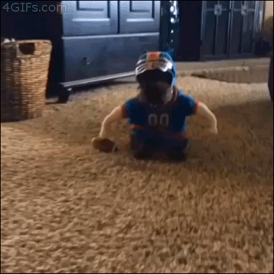 Funny animal gifs - part 91 (10 gifs), puppy wears football custome