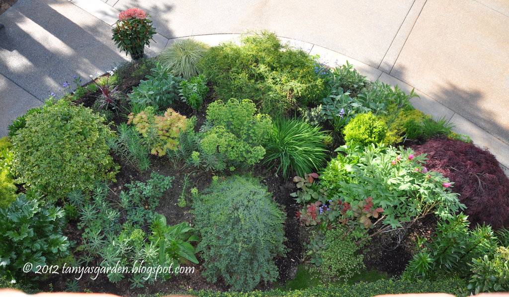 MySecretGarden: Front Garden - May 2012