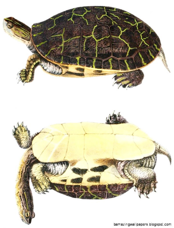 Animal Reptile Turtle 2G Vintageprintable Animal Reptile Turtle 2G Vintageprintable