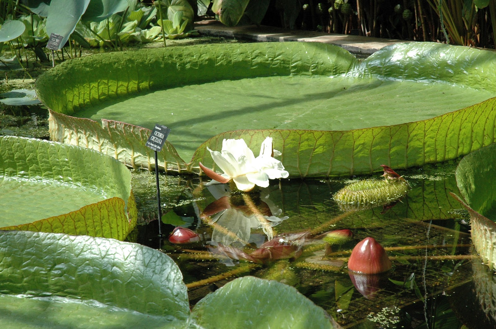 Giant Water Lilies