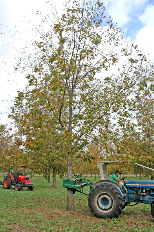 Northern Pecans Early harvest