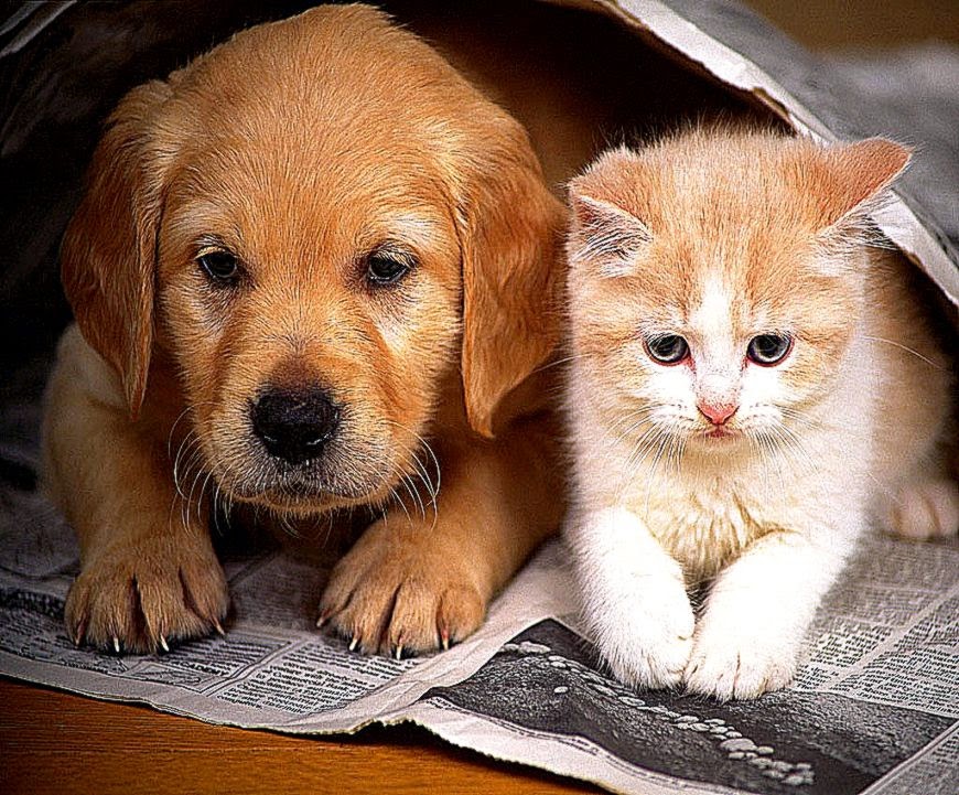 Dogs Cats Together Photos All HD Wallpapers