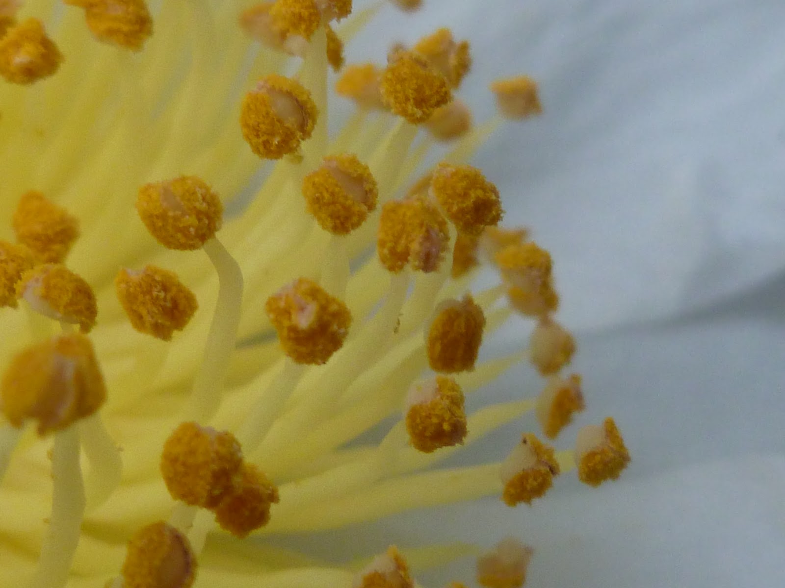 Future Plants By Randy Stewart Escallonia