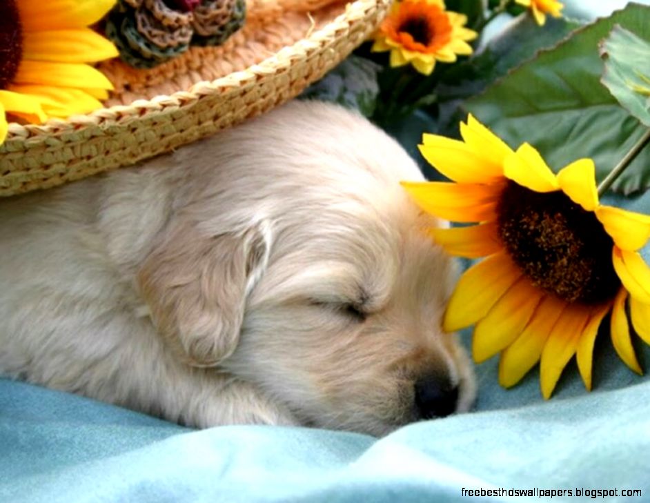 Sleeping Dog Computer Sleeping Dog Computer